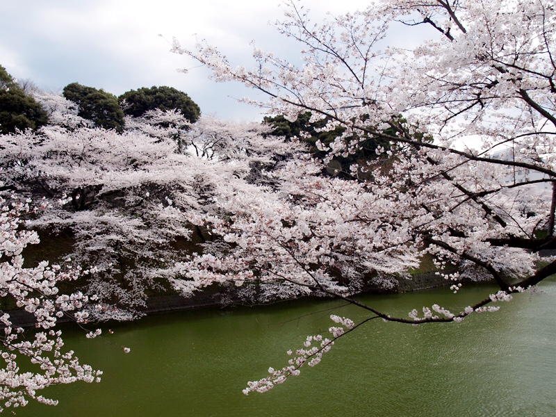 16東京お花見スポット皇居の桜一般公開いつ 混雑情報 やじべえの気になる