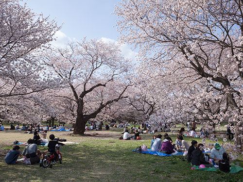 16東京お花見スポット皇居の桜一般公開いつ 混雑情報 やじべえの気になる